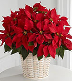 Red Poinsettia Basket (Large)